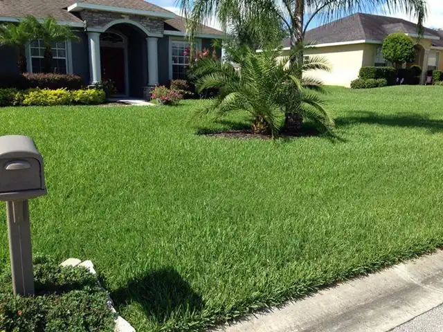 Lush front lawn with a palm and planted beds in front of a stucco home